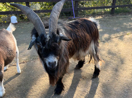 For Sale or Rent Proven Billy Goat Llanwrst
