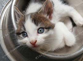 Maine coon cross