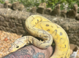Beautiful Banana pinstripe ball python