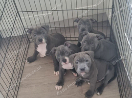 Pups ready to go