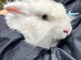 Baby rabbit