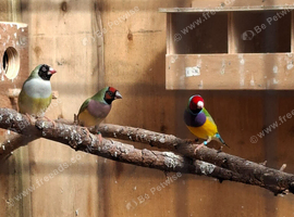 Gouldian finch