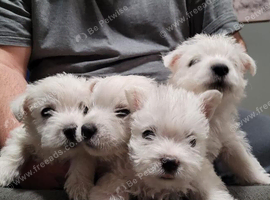 West H Terrier Puppies