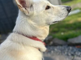 White KC registered German shepherd female
