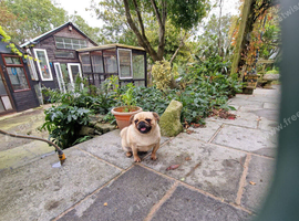 Friendly female pug