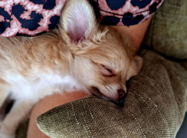 Chihuahua