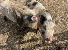 Male Juliana pig
