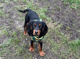Black and Tan cocker spaniel