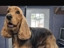 Kc registered show cocker spaniel