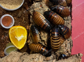 Gromphadorhina portentosa x 10