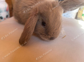 Mini lop