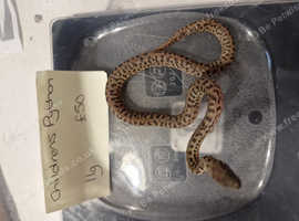Royals plus other snakes 50% off everything f or black Friday