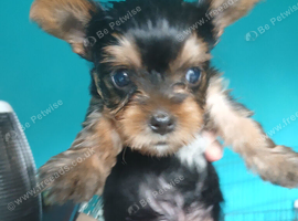 Minature yorkie pups