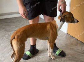 Whippet male 19months