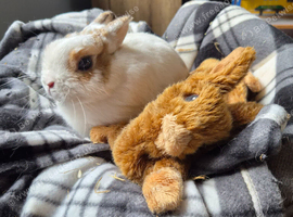 1 year old male netherland dwarf rabbit