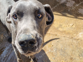 Male grey great dane for rehoming