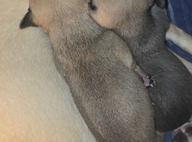 2 female pups