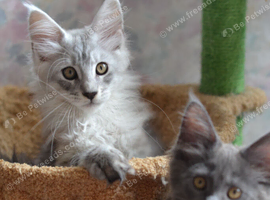 Tica Maine Coon kittens for reservation