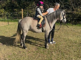 Registered Welsh Section A Gelding