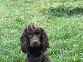2 Beautiful cocker spaniel male puppy&rsquo;s.