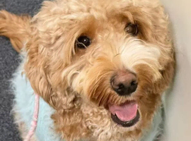 Beautiful litter of Cockapoo puppies raised in our home with lots of love and daily handling. They are confident, affectionate little &ldquo;cuddle bugs&rdquo; an