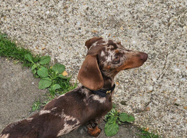 Loving home needed for sid