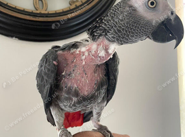 Tame African grey parrot