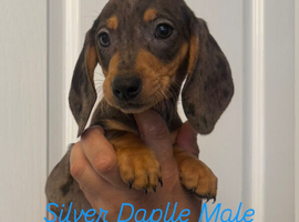 Miniature dachshund