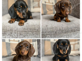 Premium Miniature Dachshund Puppies - Black & Tan and Chocolate & Tan