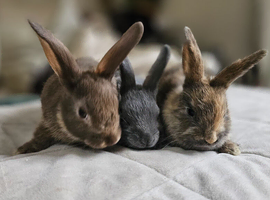 Baby bunnies