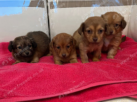 Long hair dachshunds