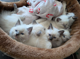 Beautiful Ragdoll Kittens