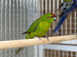 Kakarikis parrot