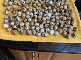 quail eggs
