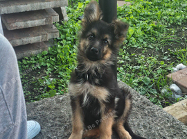 German Shepard Puppy
