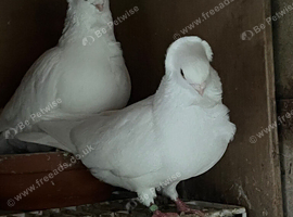 Germany Pigeon