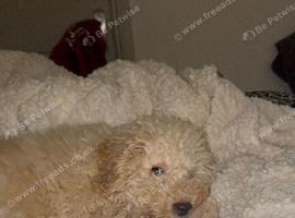 Toy poodle puppy