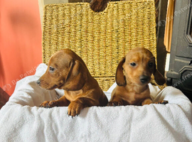 Stunning miniature Daschund pups