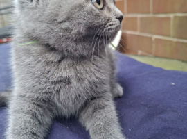 British blue  short hair kitten 10weeks male