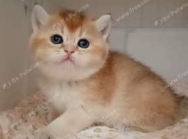Beautiful fluffy teddy Golden and Silver pointed British Shorthair kittens