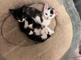 Two kittens