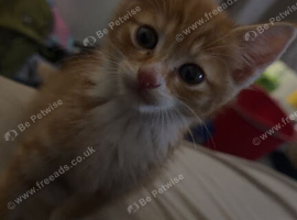 arlo the kitten