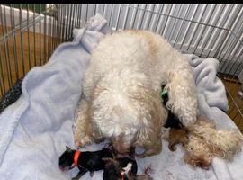 Cockapoo puppy&rsquo;s