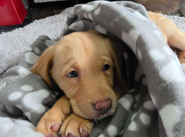 4 month old Labrador