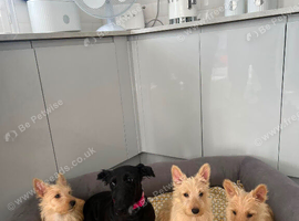 beautiful Scottish terrier puppy&rsquo;s