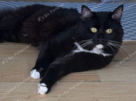 British Long Hair 1yr Old Male Tuxedo