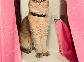 Beautiful 3-Year-Old Scottish Fold Girl - Golden Chinchilla