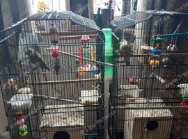 Pineapple / Green Cheek Breeding Pair