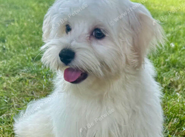 ONE LITTLE MALTIPOO GIRL LEFT!