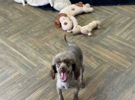 sweeny toy poodle boy is a proven stud